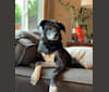 Louis, a German Shorthaired Pointer and Labrador Retriever mix tested with EmbarkVet.com