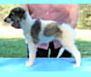 Oswin, a Silken Windhound tested with EmbarkVet.com