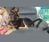 Hamlet, a German Shepherd Dog and Siberian Husky mix tested with EmbarkVet.com