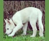 Jasper, a German Shepherd Dog and Siberian Husky mix tested with EmbarkVet.com