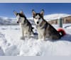 Kenai, a Siberian Husky and Alaskan Malamute mix tested with EmbarkVet.com
