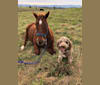 Parker, a Poodle (Standard) and Labrador Retriever mix tested with EmbarkVet.com