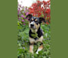 Milo, an English Springer Spaniel and Chihuahua mix tested with EmbarkVet.com