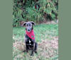 Rey, a German Shepherd Dog and Dalmatian mix tested with EmbarkVet.com