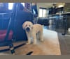 Berkley, a Soft Coated Wheaten Terrier tested with EmbarkVet.com