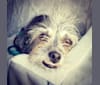 Einstein, a Chihuahua and Shih Tzu mix tested with EmbarkVet.com