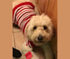 Photo of Odell, a Goldendoodle  in New York, NY, USA