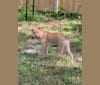 Photo of Ziva, an American Pit Bull Terrier and Golden Retriever mix in Orlando, Florida, USA