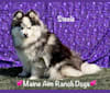 Steele, a Siberian Husky and Pomeranian mix tested with EmbarkVet.com