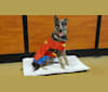 Zoey, a German Shepherd Dog and Australian Shepherd mix tested with EmbarkVet.com