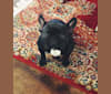 Misha, a French Bulldog tested with EmbarkVet.com