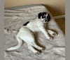 Photo of Auggie, an Australian Cattle Dog, Great Pyrenees, Basset Hound, Siberian Husky, and Mixed mix in St. Louis, Missouri, USA