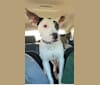 Photo of Rocky, an American Pit Bull Terrier, Australian Cattle Dog, Bull Terrier, and Australian Shepherd mix in Rancho Cordova, California, USA
