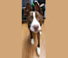 Loki, an American Pit Bull Terrier and Mastiff mix tested with EmbarkVet.com