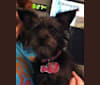 Bella, a Chihuahua and Miniature Schnauzer mix tested with EmbarkVet.com