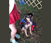 Marley, a German Shepherd Dog and Labrador Retriever mix tested with EmbarkVet.com