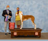 Legend, an Ibizan Hound tested with EmbarkVet.com