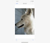 Ivory a dog tested with EmbarkVet.com