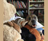 Peanut, a Chow Chow and Rottweiler mix tested with EmbarkVet.com