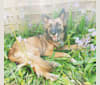 Della, a German Shepherd Dog and Belgian Malinois mix tested with EmbarkVet.com