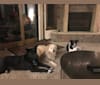 Photo of Aldo, a Chow Chow, Great Pyrenees, Siberian Husky, Labrador Retriever, and American Pit Bull Terrier mix in Denver, Colorado, USA