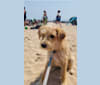 Sasha, a Central Asian Village Dog tested with EmbarkVet.com