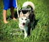 Dakota Pomskies Willow, a Siberian Husky and Pomeranian mix tested with EmbarkVet.com