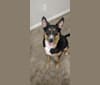 Maze (Mazikeen), an Australian Cattle Dog and German Shepherd Dog mix tested with EmbarkVet.com
