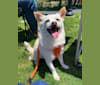 Rufio, a Pomeranian and Chihuahua mix tested with EmbarkVet.com