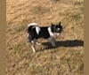 maru, a Japanese or Korean Village Dog tested with EmbarkVet.com