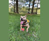 Photo of Winnie, an American Pit Bull Terrier  in Pittsburgh, Pennsylvania, USA