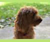 Daisy Christine, a Goldendoodle tested with EmbarkVet.com