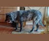 susu, a German Shepherd Dog and Alaskan Malamute mix tested with EmbarkVet.com