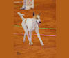 Banbury Cross Berlin, a Carolina Dog tested with EmbarkVet.com