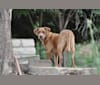 Magnolia "Maggie", a Labrador Retriever and Staffordshire Terrier mix tested with EmbarkVet.com
