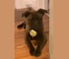Gracie, an American Pit Bull Terrier and Labrador Retriever mix tested with EmbarkVet.com