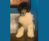 bohdi valkerie, a Poodle (Standard) tested with EmbarkVet.com