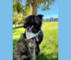 Farrah, a Formosan Mountain Dog tested with EmbarkVet.com