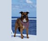 Photo of Copper, a Shetland Sheepdog, Staffordshire Terrier, and Boxer mix in Englewood, Florida, USA