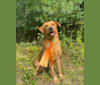 Murc, a Labrador Retriever tested with EmbarkVet.com