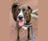 Nalu, an American Pit Bull Terrier and Pointer mix tested with EmbarkVet.com