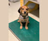 Ethan, a Beagle and Chinese Shar-Pei mix tested with EmbarkVet.com