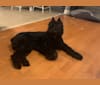 Bella, a Bouvier des Flandres tested with EmbarkVet.com