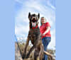 Nihilus, a Belgian Malinois and German Shepherd Dog mix tested with EmbarkVet.com