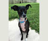 Dash, a Poodle (Small) and Chihuahua mix tested with EmbarkVet.com