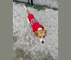 Mary Jane, an American Foxhound and American Pit Bull Terrier mix tested with EmbarkVet.com
