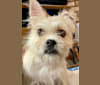 Photo of Deedee, a Pug, Australian Cattle Dog, Poodle (Small), and Boston Terrier mix in Modesto, CA, USA