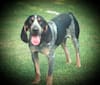 FatBoy Louie, a Bluetick Coonhound tested with EmbarkVet.com