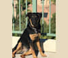 Tucker, an Australian Cattle Dog and German Shepherd Dog mix tested with EmbarkVet.com