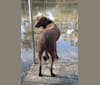 Milo, a Labrador Retriever and Rhodesian Ridgeback mix tested with EmbarkVet.com